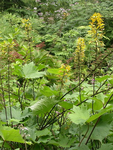 Ligularia stenocephala